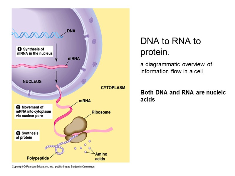 DNA to RNA to protein:  a diagrammatic overview of information flow in a